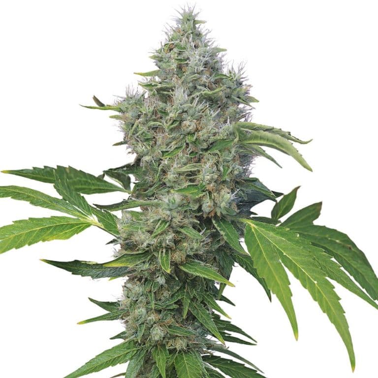 American Kush Autoflower