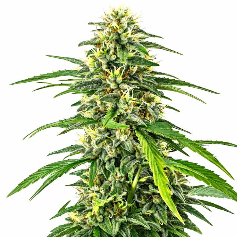 Amnesia Haze Autoflower