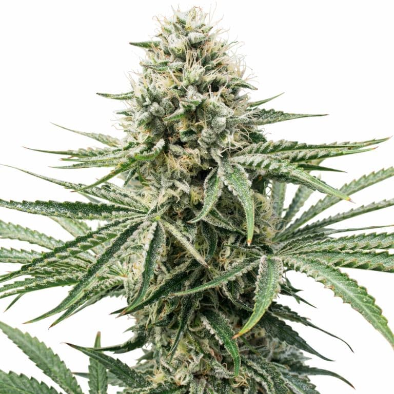 Amnesia Lemon cannabis seeds packaging — Royal King Seeds Canada