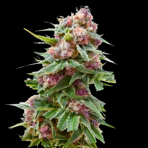 Anesthesia cannabis seeds packaging — Royal King Seeds Canada