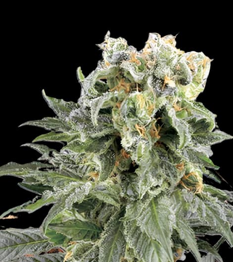 Angel OG Feminized