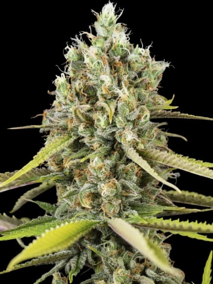 Animal Cookies Feminized