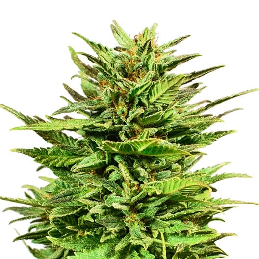 Ape Shit Feminized