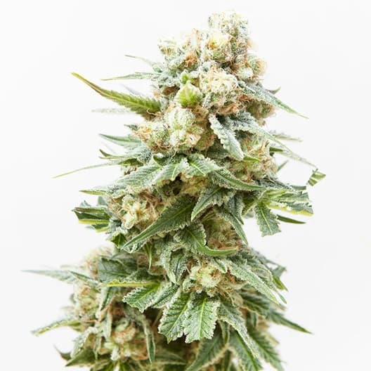 Arctic Sun Feminized