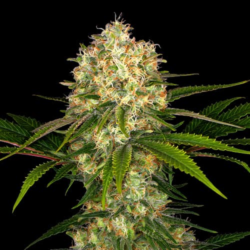 Athabasca cannabis seeds packaging — Royal King Seeds Canada