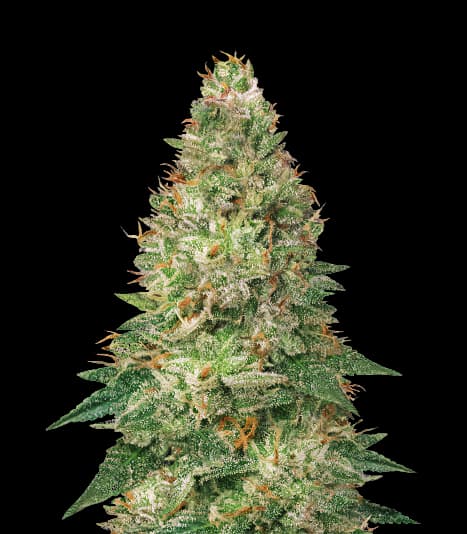 Avalon cannabis seeds packaging — Royal King Seeds Canada