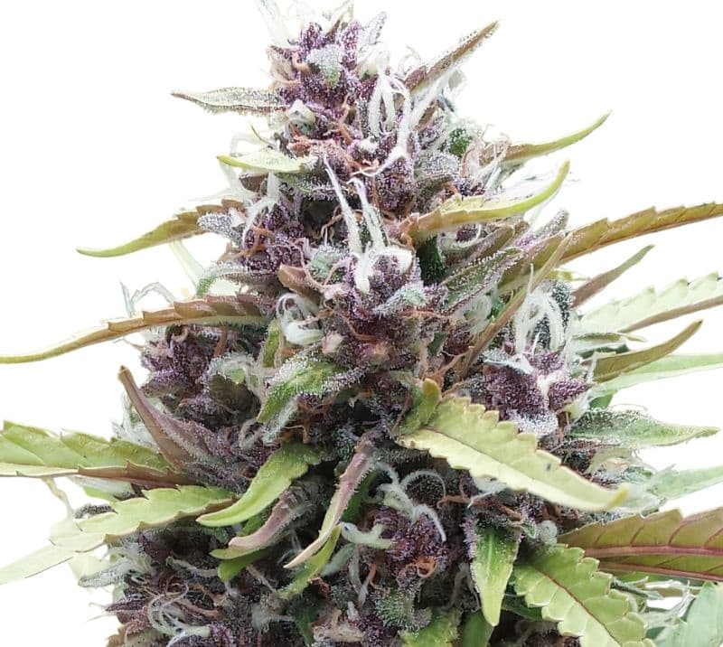 Ayahuasca Purple Autoflower