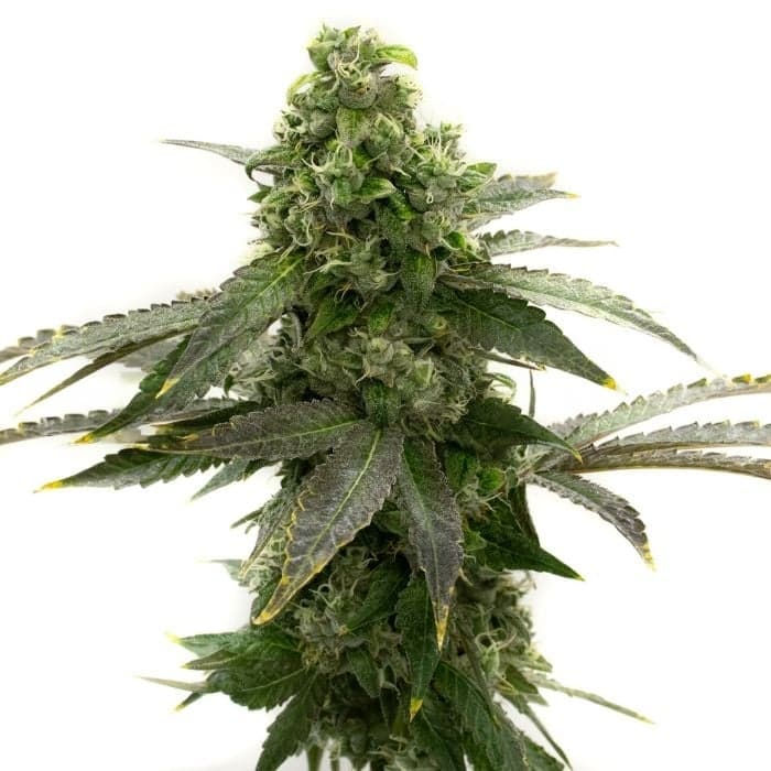 Badazz Cheese Feminized