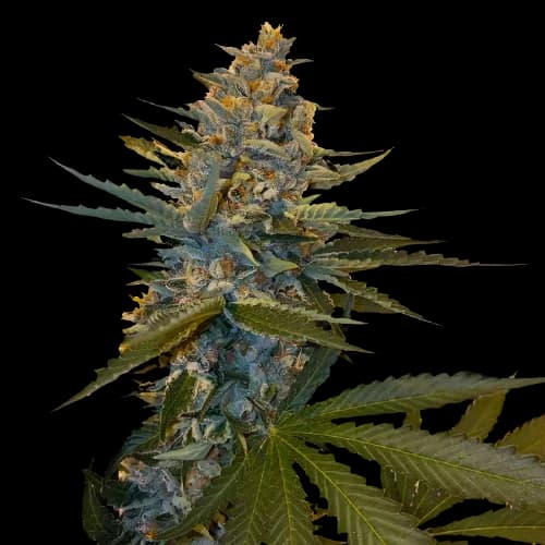 Banana Candy cannabis seeds packaging — Royal King Seeds Canada