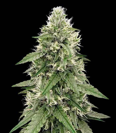 Bear Dance Autoflower