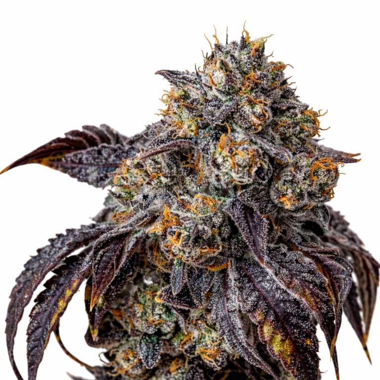 Berry White Feminized