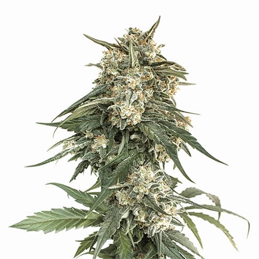 Biddy Early Feminized