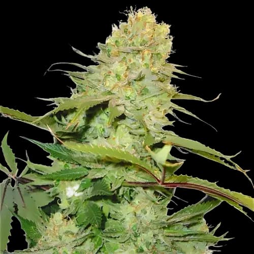 Big Buddha Cheese Feminized