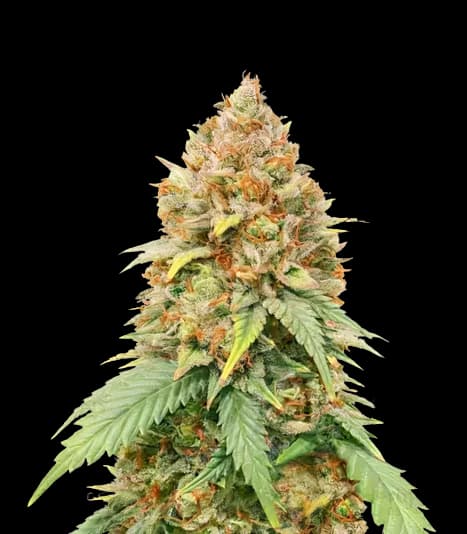 Big Cheese Autoflower