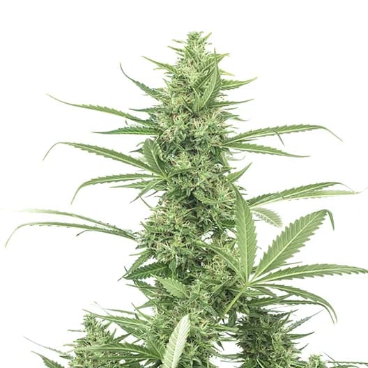 Biker Le Blanc Feminized