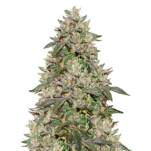 Birthday Cake Kush cannabis seeds packaging — Royal King Seeds Canada