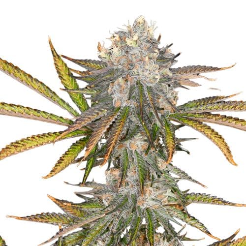Black 84 Feminized