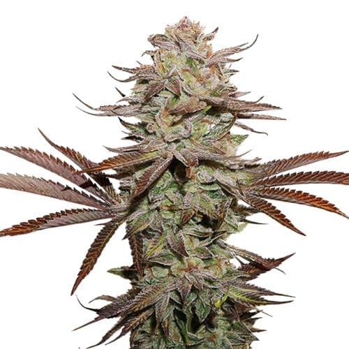 Black Afghan Feminized