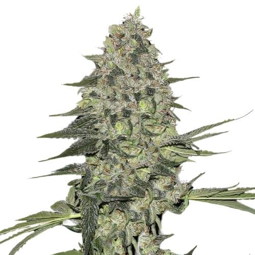 Black Bubba cannabis seeds packaging — Royal King Seeds Canada