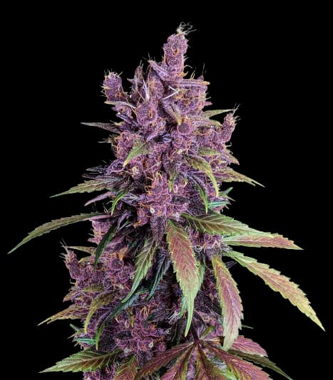 Black Cherry cannabis seeds packaging — Royal King Seeds Canada
