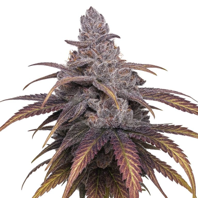Black Cherry Punch Feminized