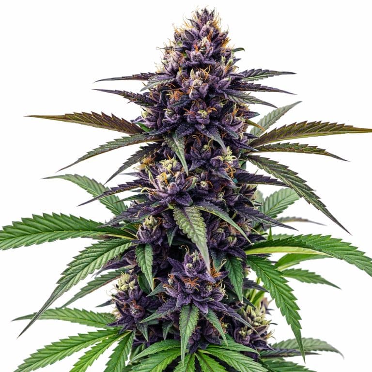 Black Cherry Soda cannabis seeds packaging — Royal King Seeds Canada