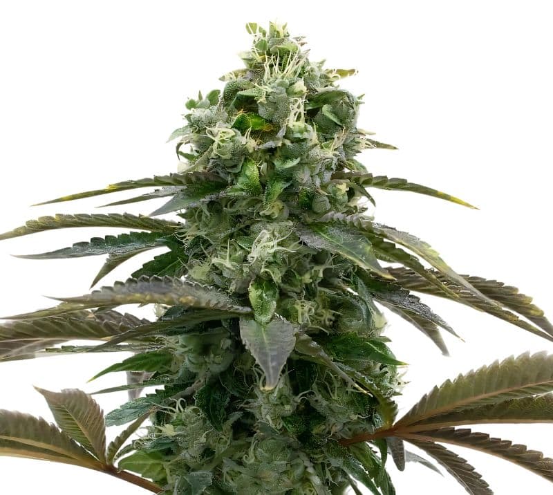 Black Demon OG Feminized