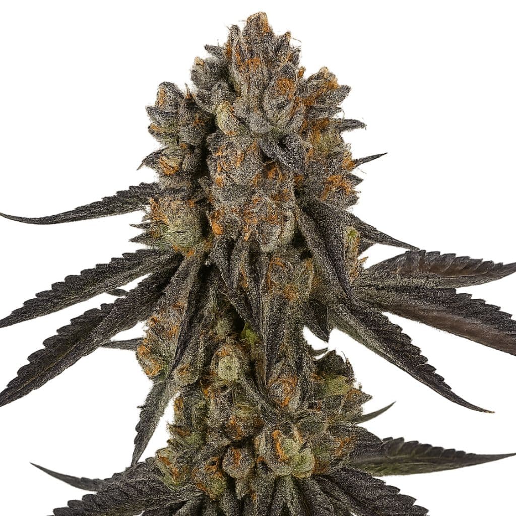 Black Mamba Autoflower