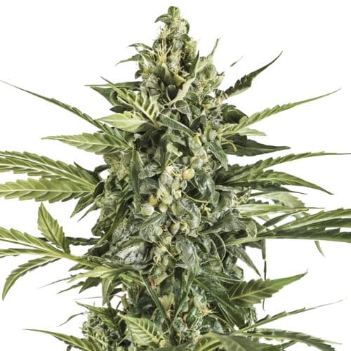 Black Russian Feminized