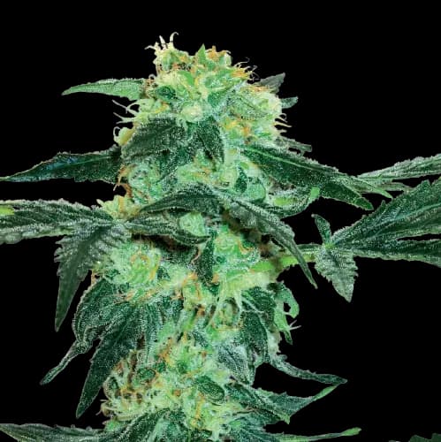 Black Tuna Feminized