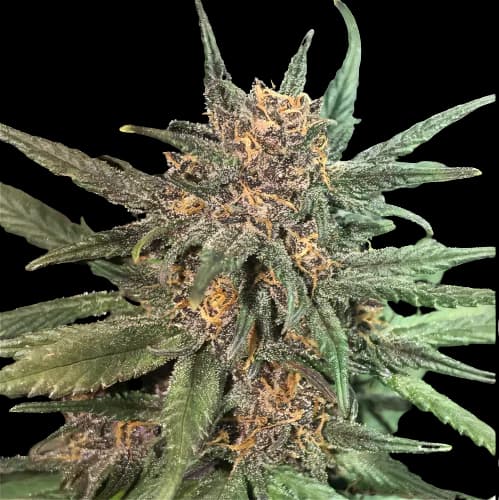 Blackberry Cream cannabis seeds packaging — Royal King Seeds Canada