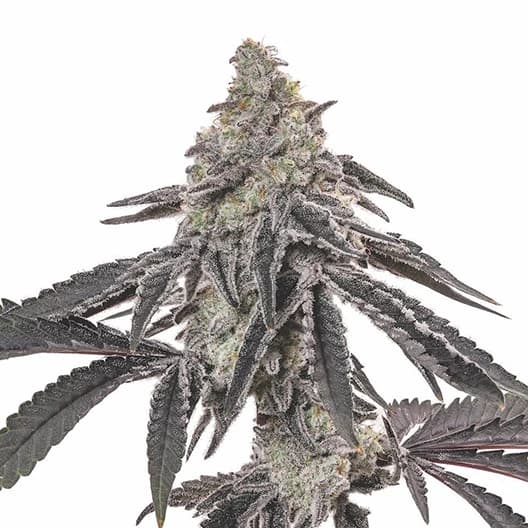 Blackberry Hashplant Feminized
