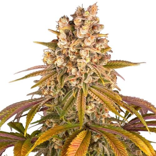 Blackberry Pie Feminized