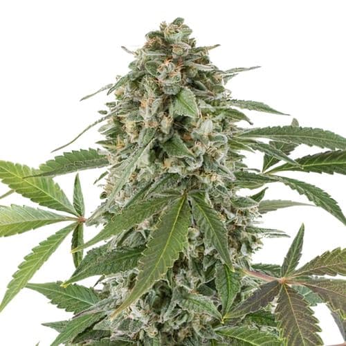 Blue Alien cannabis seeds packaging — Royal King Seeds Canada