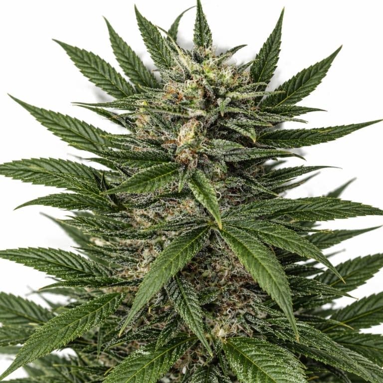 Blue Amnesia Autoflower