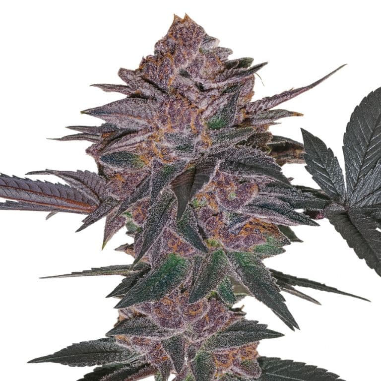 Blue Biscotti cannabis seeds packaging — Royal King Seeds Canada
