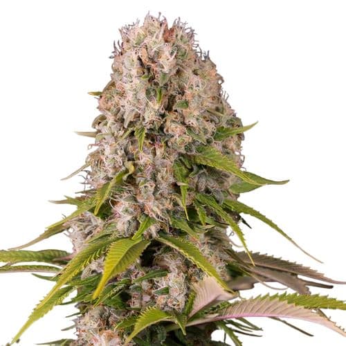 Blue Cheese Autoflower