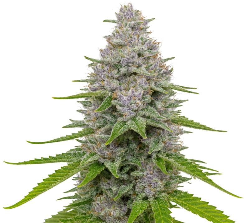 Blue Cookies Auto
