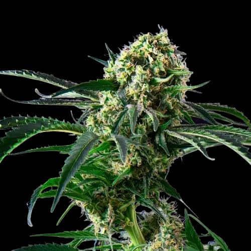 Blue Diesel Feminized