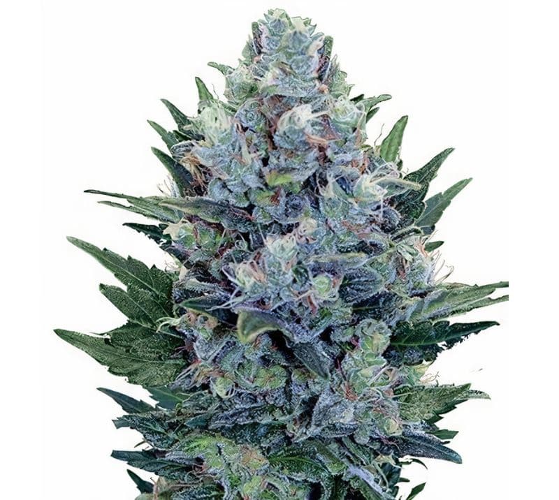 Blue Dynamite Autoflower