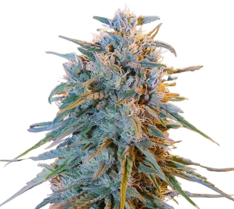 Blue Frost Feminized
