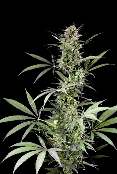 Blue Fruit Autoflower