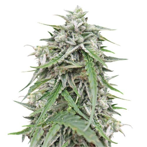 Blue Galaxy Autoflower