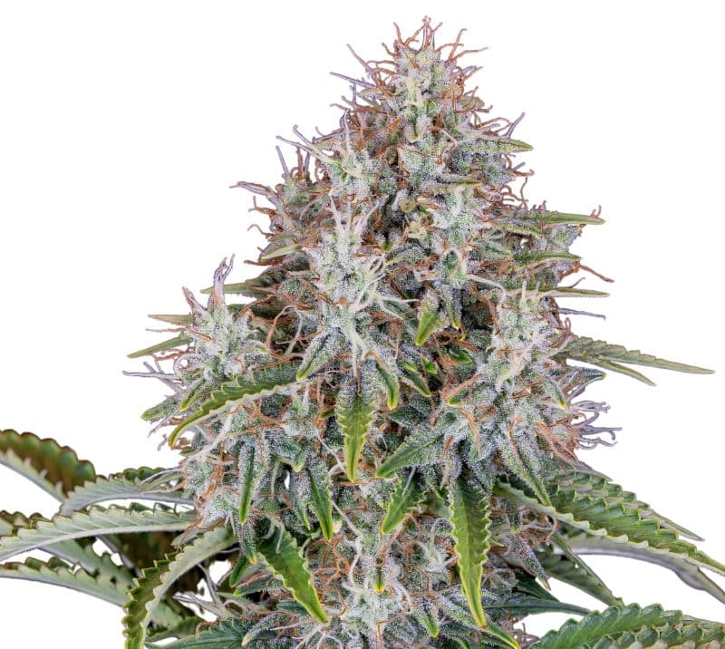 Blue Haze cannabis seeds packaging — Royal King Seeds Canada