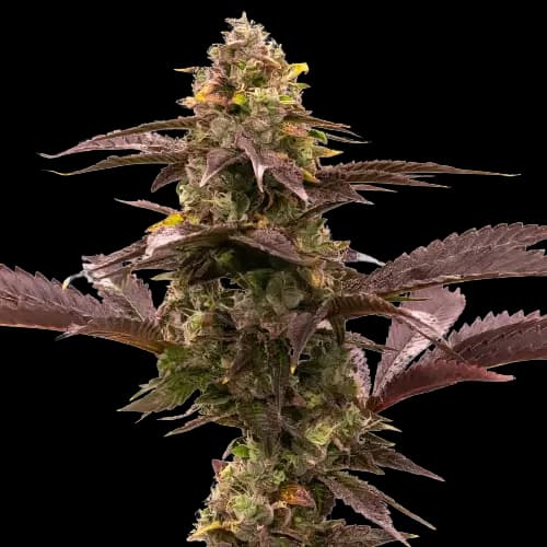 Blue Jack City Autoflower