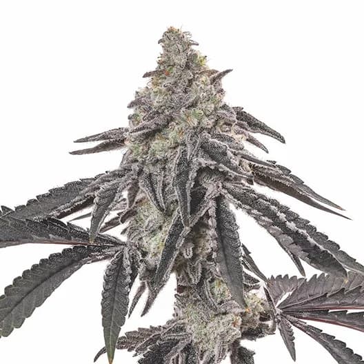 Blue Jay Way Autoflower