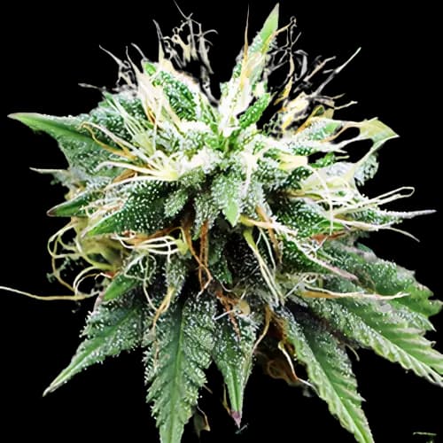 Blue Lights Feminized