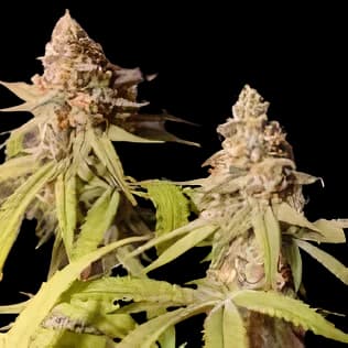 Blue Mango Autoflower