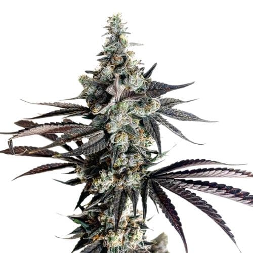 Blue Monster Feminized