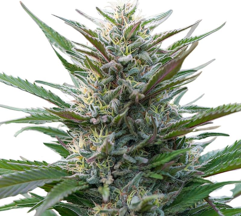 Blue Moon Rocks Feminized
